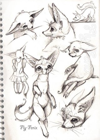 Фенек анатомия