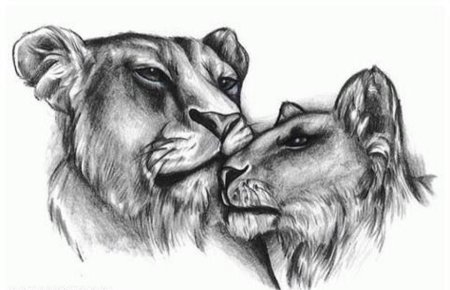 Лев и львица карандашом