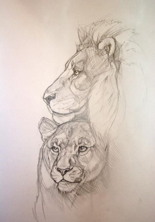 Львица рисунок