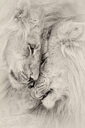 Семья Львов чб