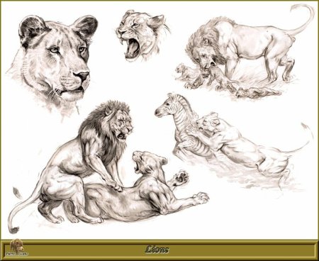 Львица набросок