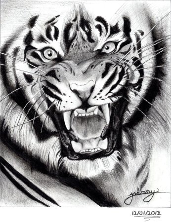 Рисунки оскал тигра для тату (46 фото)