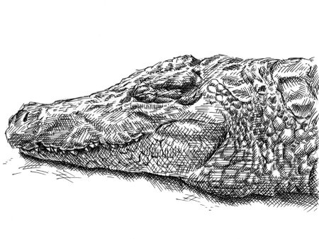 Крокодил набросок