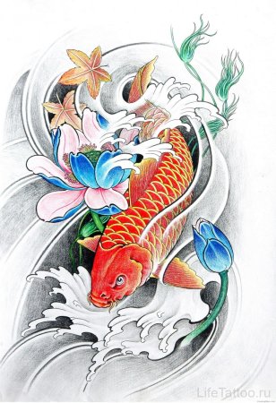 Карпы кои