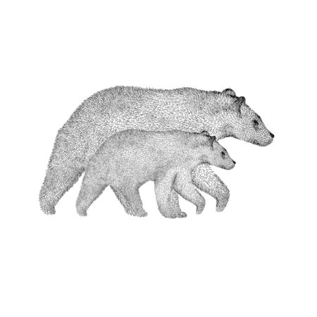 Медведица с медвежонком рисунок для тату