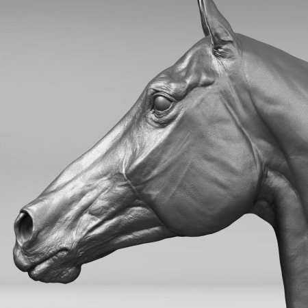 Экорше головы лошади