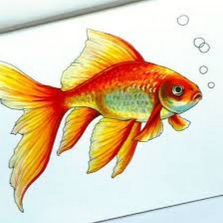 Рыбки карандашом в цвете