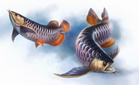 Рыба Арована картина