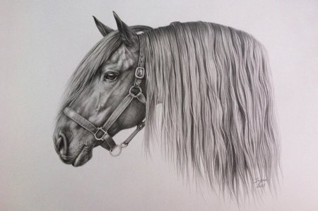 Наброски лошадей карандашом