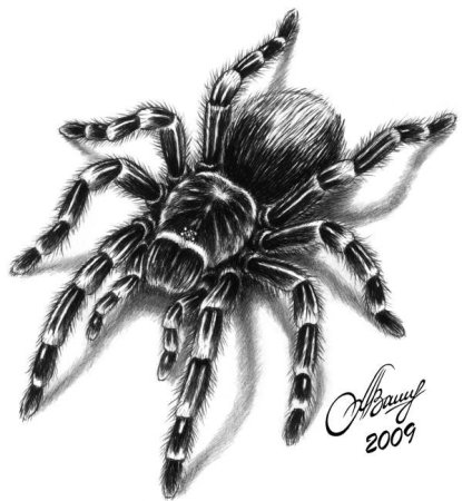 Тарантул тату эскиз