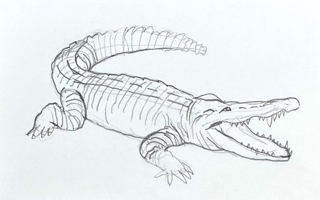 Нильский крокодил рисунок карандашом