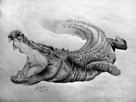 Зарисовки крокодила