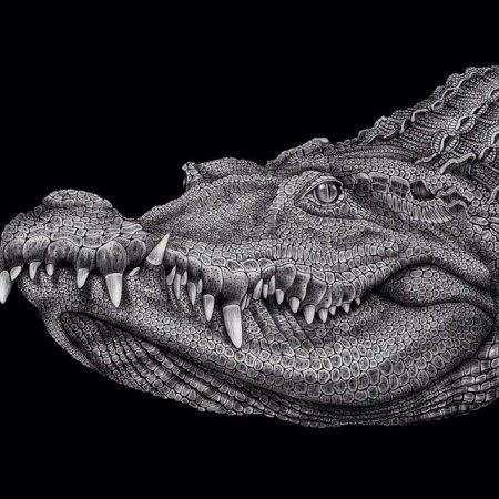 Зубастый крокодил рисунок