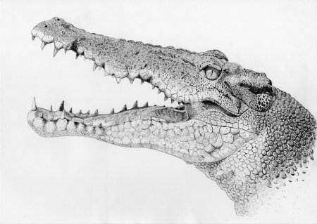 Крокодил Монти раскраска