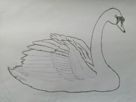 Картинки лебедя для срисовки