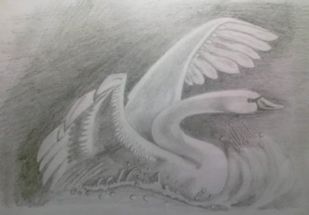 Лебедь карандашом