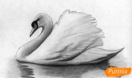 Лебедь шипун рисунок