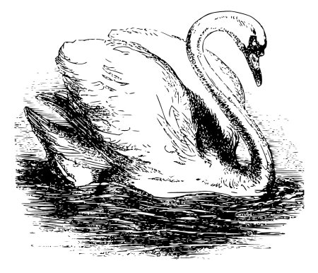 Как нарисовать лебедя поэтапно