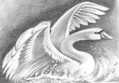 Лебедь анатомия