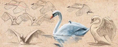 Лебедь для срисовки