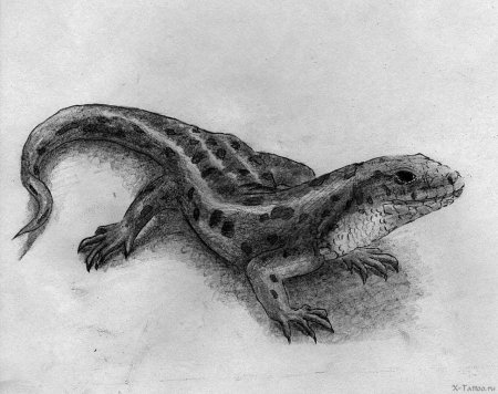 Ящерица эскиз