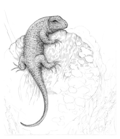 Ящерица рисунок карандашом