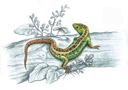 Сказочная ящерица