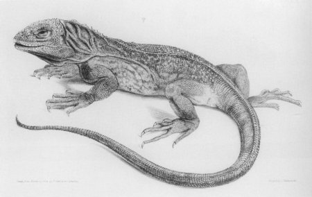 Ящерица рисунок карандашом
