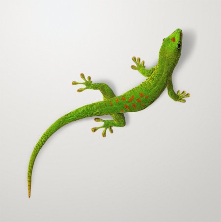 Ящерица вид сверху