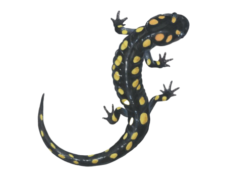 Саламандра рисунок