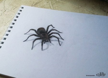 Паук рисунок карандашом 3д