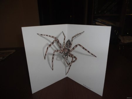 Паук рисунок