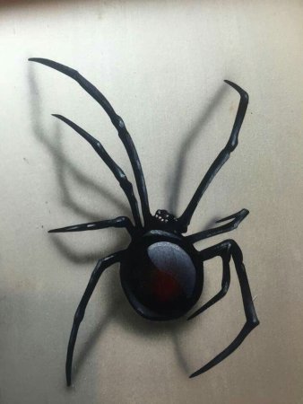 Черная вдова паук и птицеед