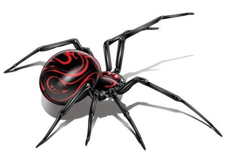 Latrodectus mactans (чёрная вдова)