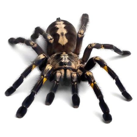 Реалистичный паук