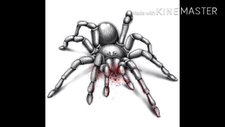 Паук Тарантул тату эскиз