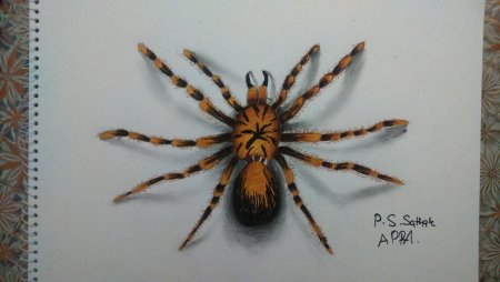 Рисование красками паук