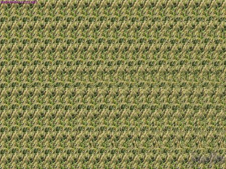 Кристофер Тайлер стереокартинки