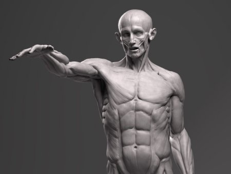 Гудон Экорше скульптура