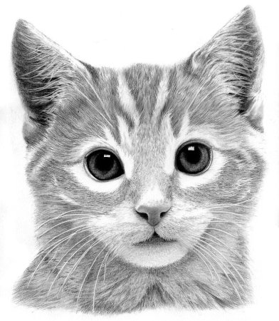 Котик рисунок