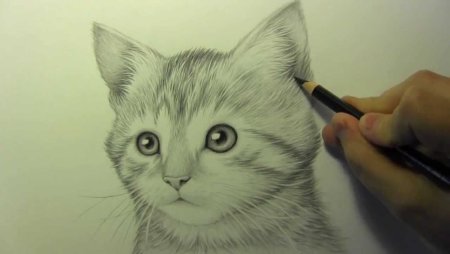 Котики для срисовки карандашом