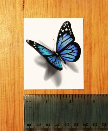 Тень бабочки