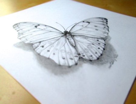 Реалистичная бабочка карандашом