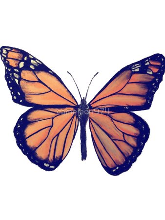 Бабочка сверху рисунок