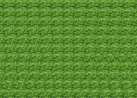 Стереограмма верблюд