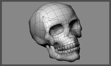 Череп для моделирования
