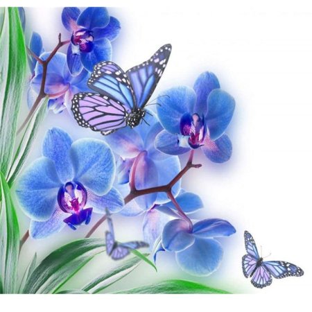 Бабочка на цветке