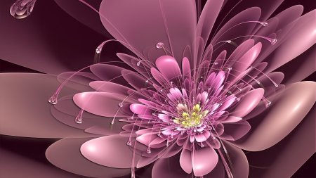 Цветок Сильвия Кордедда