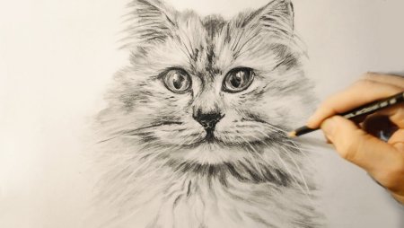 Рисунок кота 3д карандашом