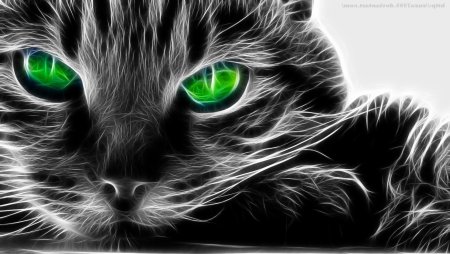 Котик выглядывающий из дырки
